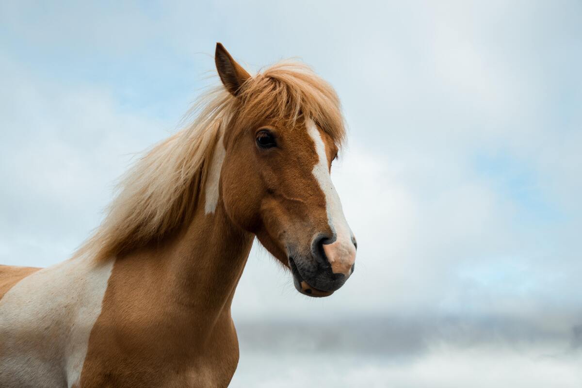 Cavalo marrom com mancha branca no rosto.