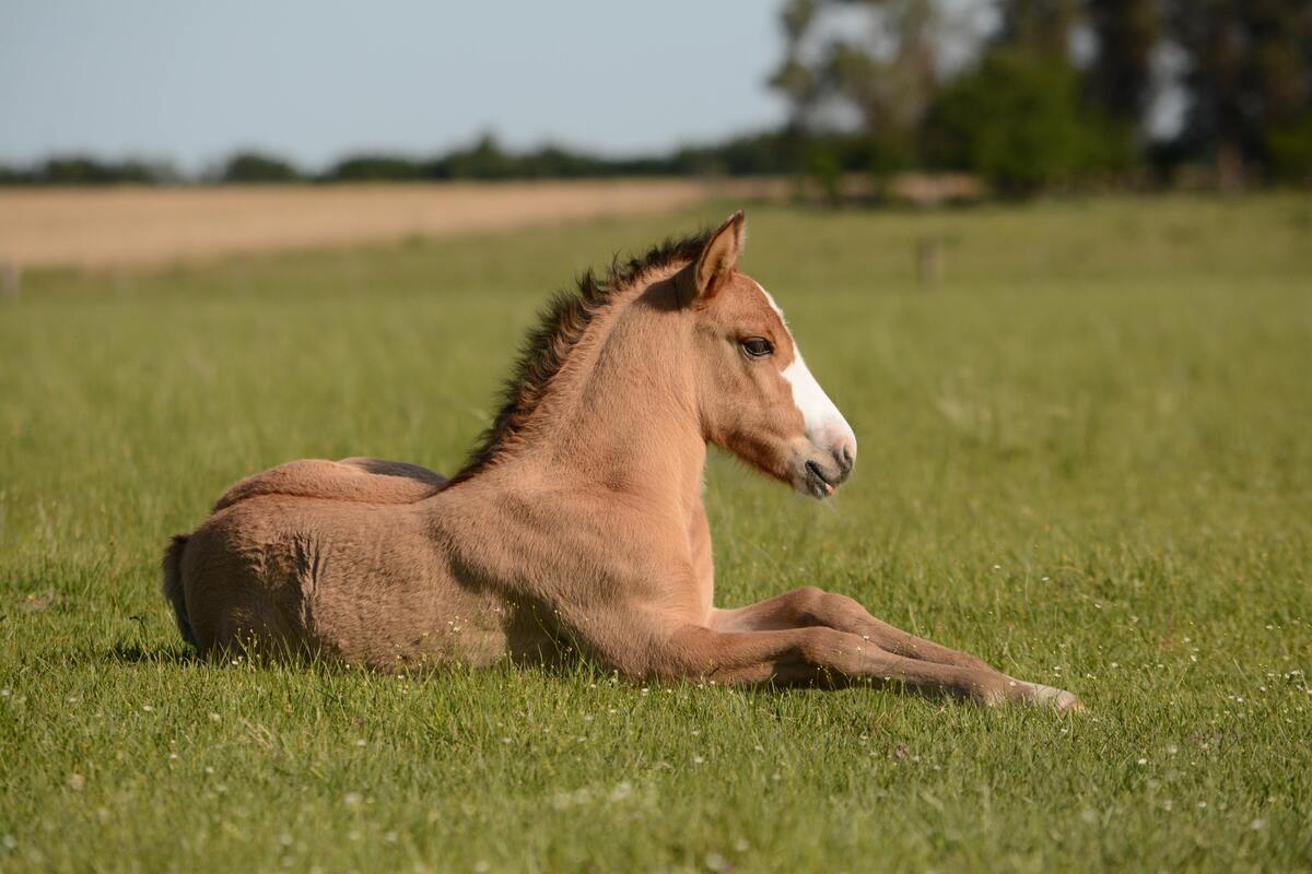 Cavalo marrom sentado em um campo gramado.