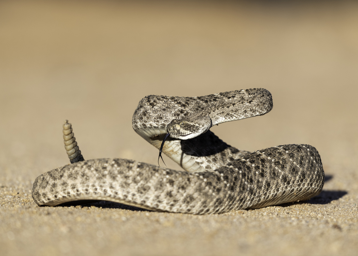 Uma cobra na areia