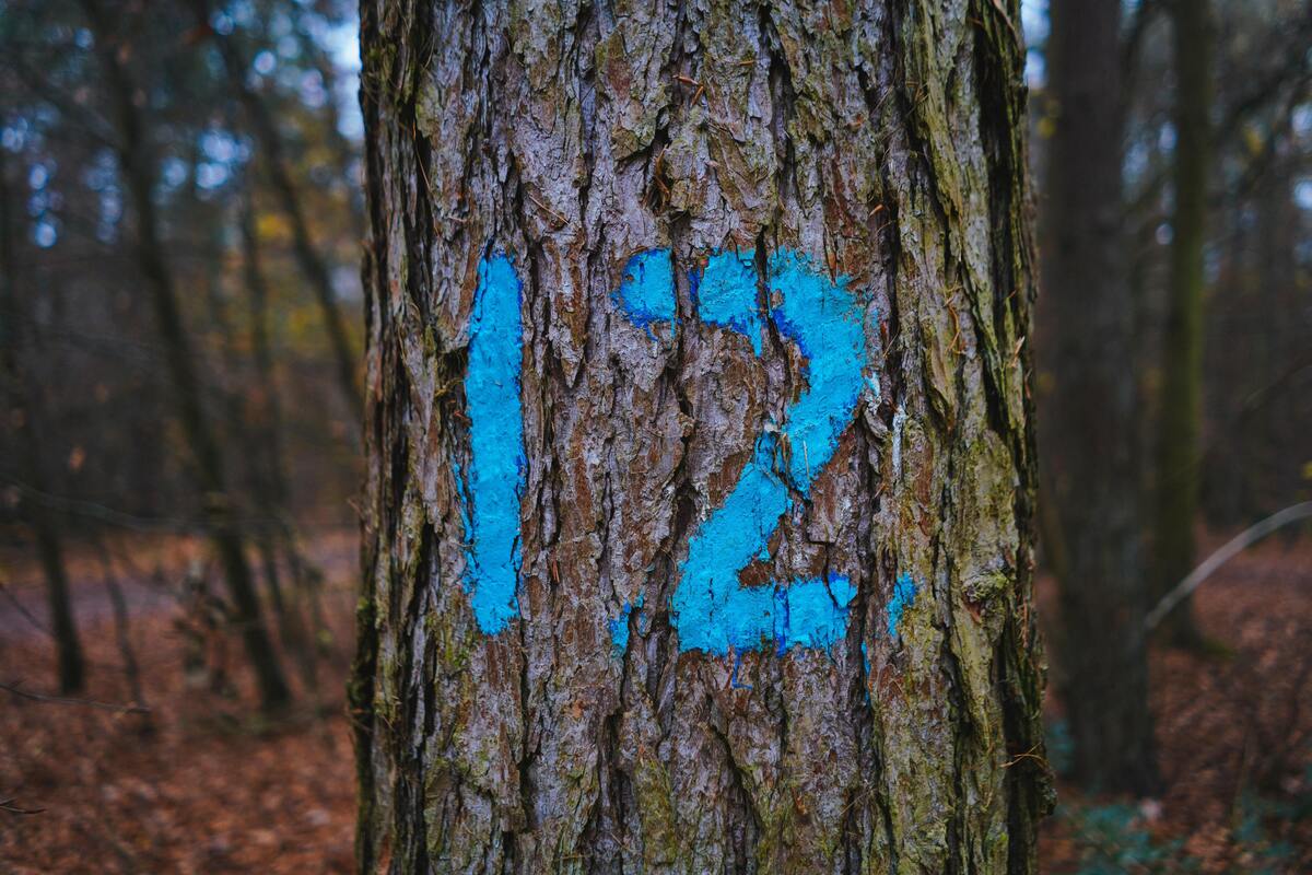 Número 12 desenhado em uma árvore. 