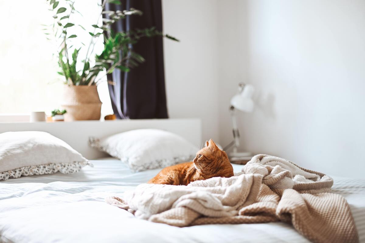 Cama bagunçada com travesseiros e um gato.