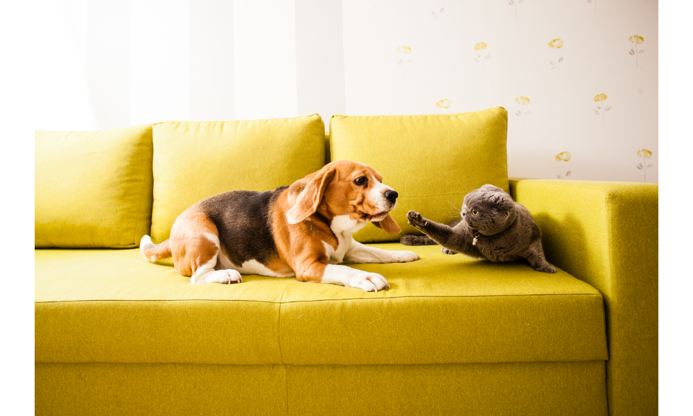 Gato e cachorro brigando em um sofá.