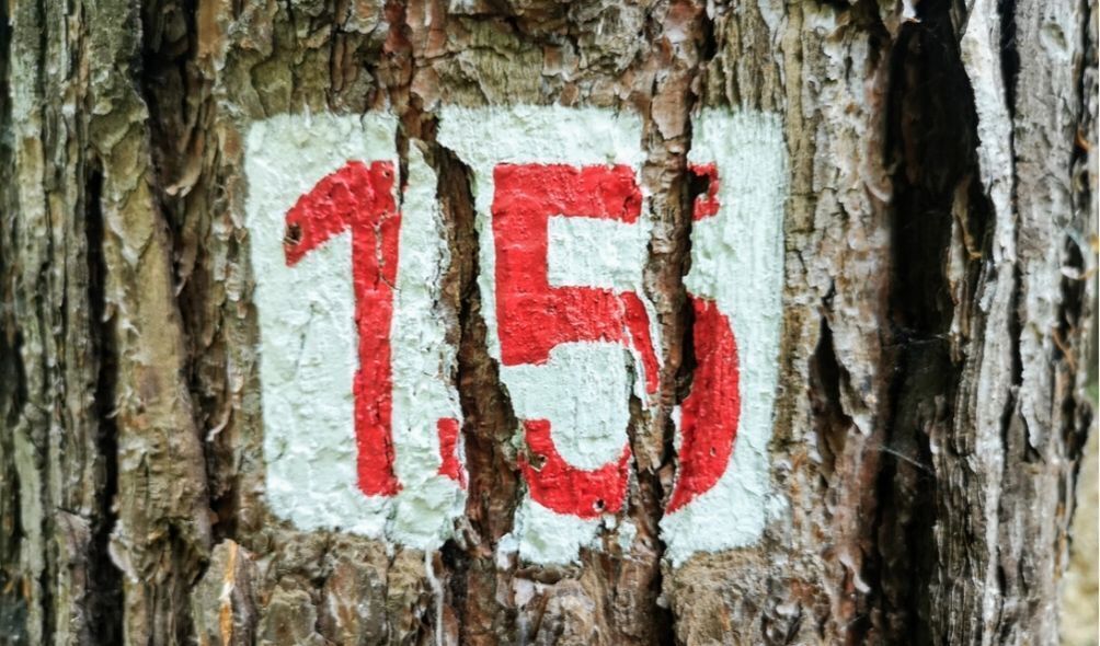Número 15 pintado em árvore