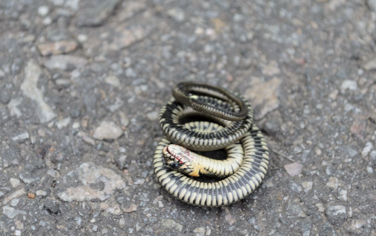 Cobra pequena enrolada em si mesma no asfalto.