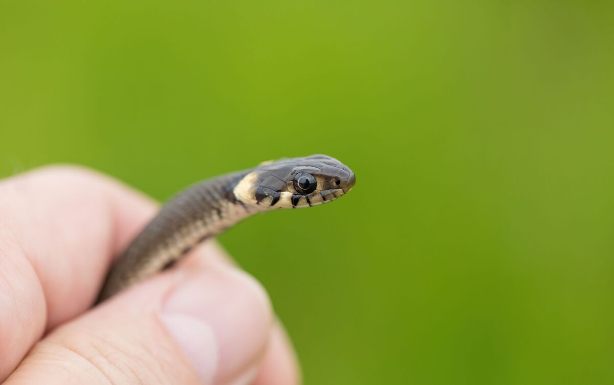 Cobra pequena rastejando em mão.