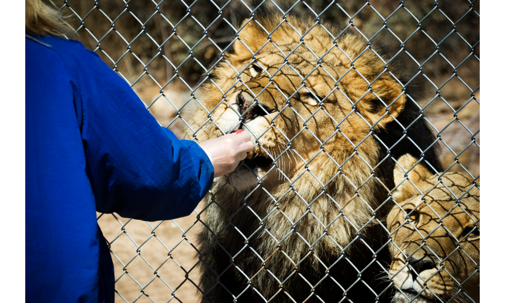 Pessoa alimentando um leão e uma leoa através de uma grade.