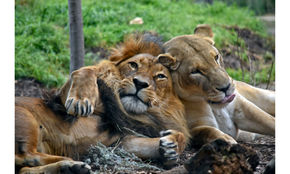 Leão e leoa juntos deitados.