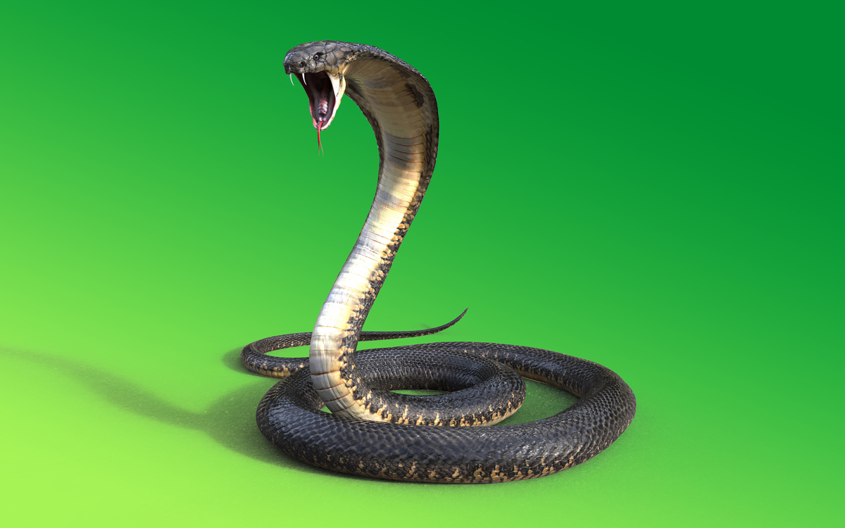 Cobra cinza em fundo verde