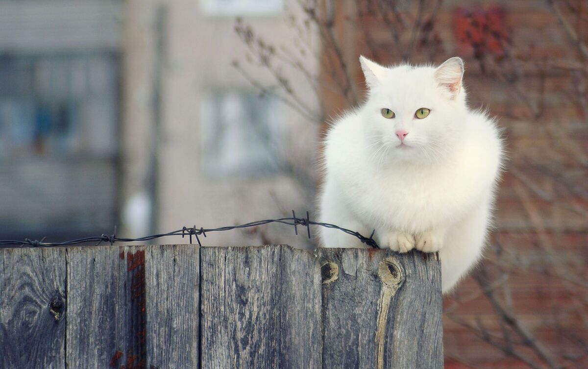 Gato branco deitado em muro de madeira.