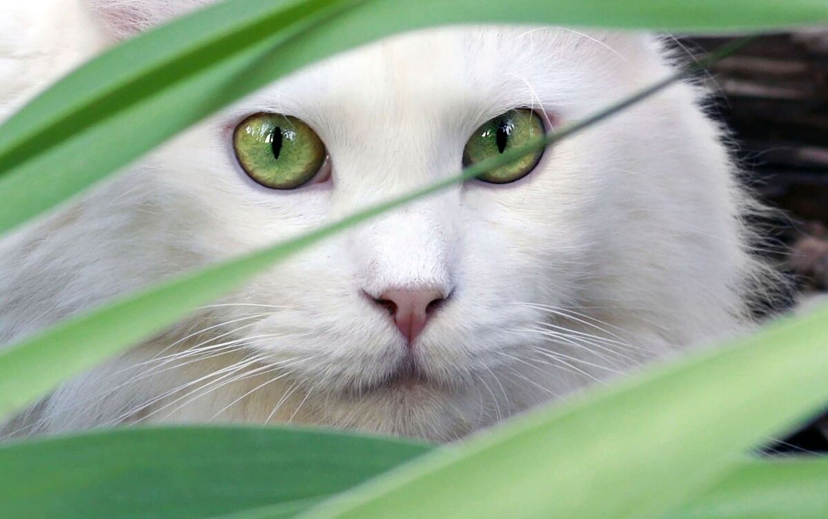 Gato branco entre planta.