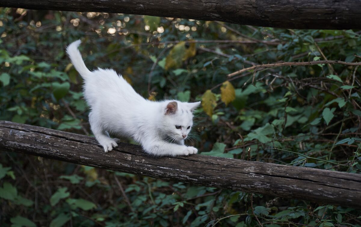 Gato branco brincando em tronco de árvore.