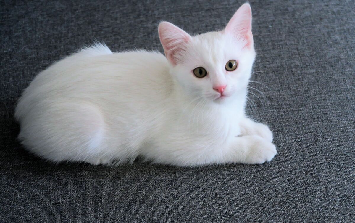 Gato branco deitado em carpete.