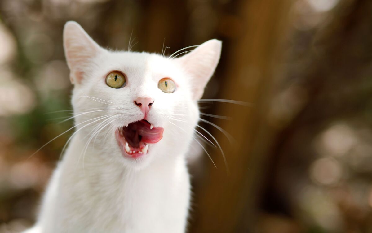 Gato branco bocejando.