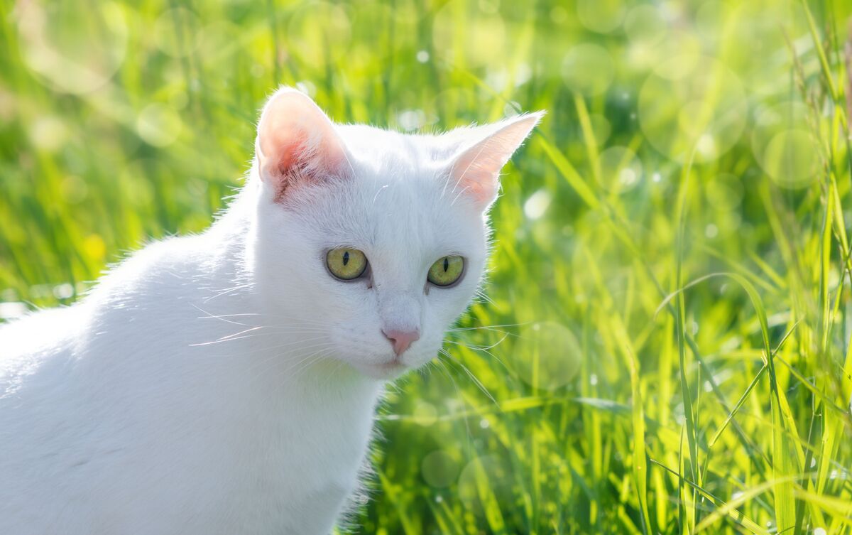 Gato branco em grama ao ar livre.