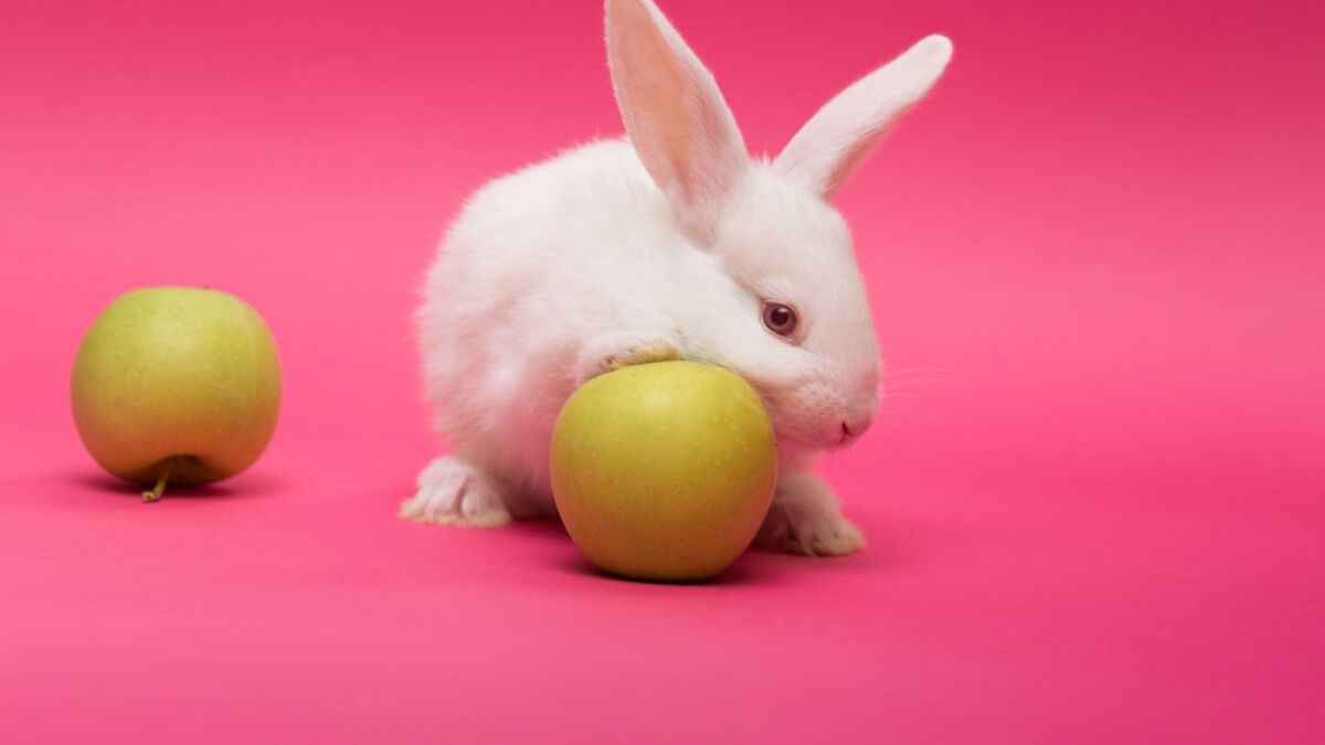 Um coelho com uma maçã.