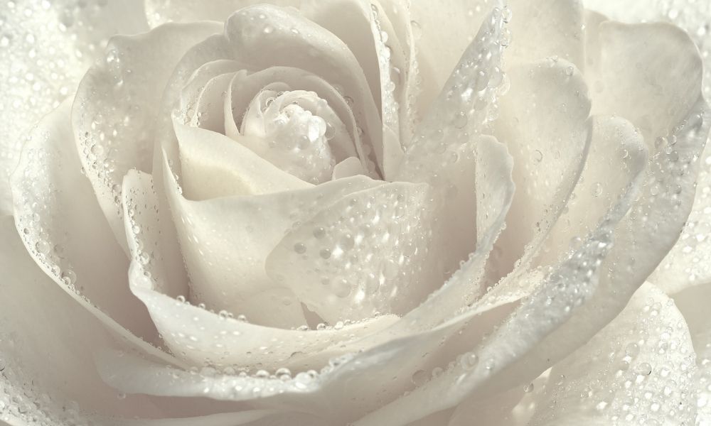 rosa branca orvalhada