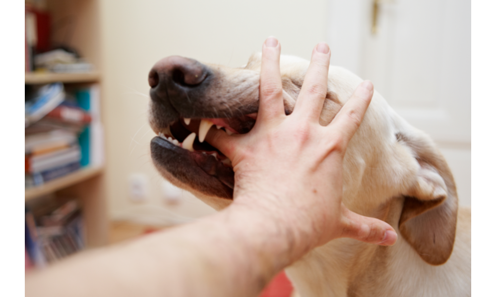 Cachorro mordendo a mão de uma pessoa.