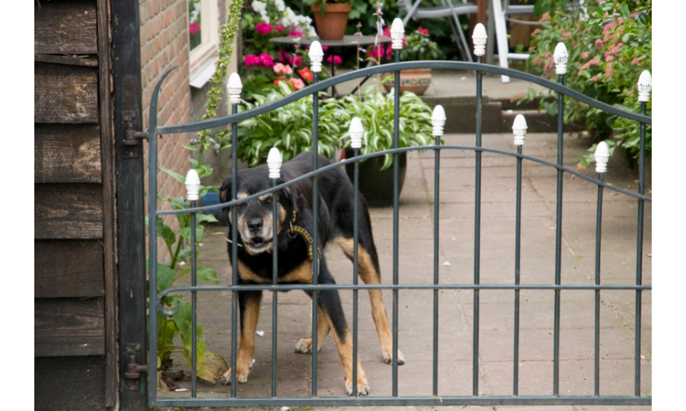 Cachorro preto preso em uma casa com grades.