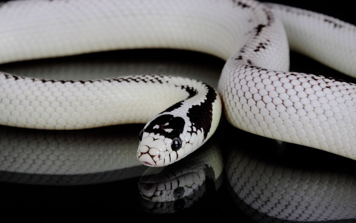 Cobra branca e preta rastejando.