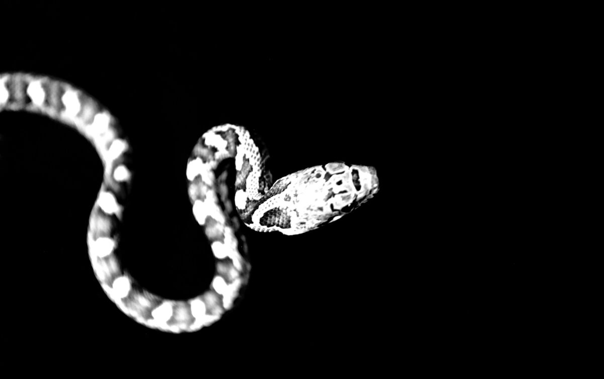 Cobra branca e preta vista de cima em fundo preto.
