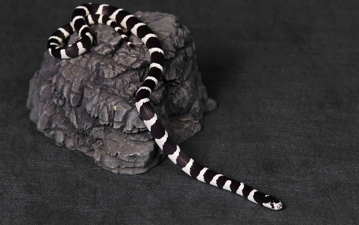 Cobra branca e preta sobre rocha.