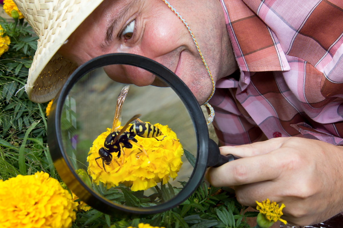 Homem olhando uma vespa com uma lupa.