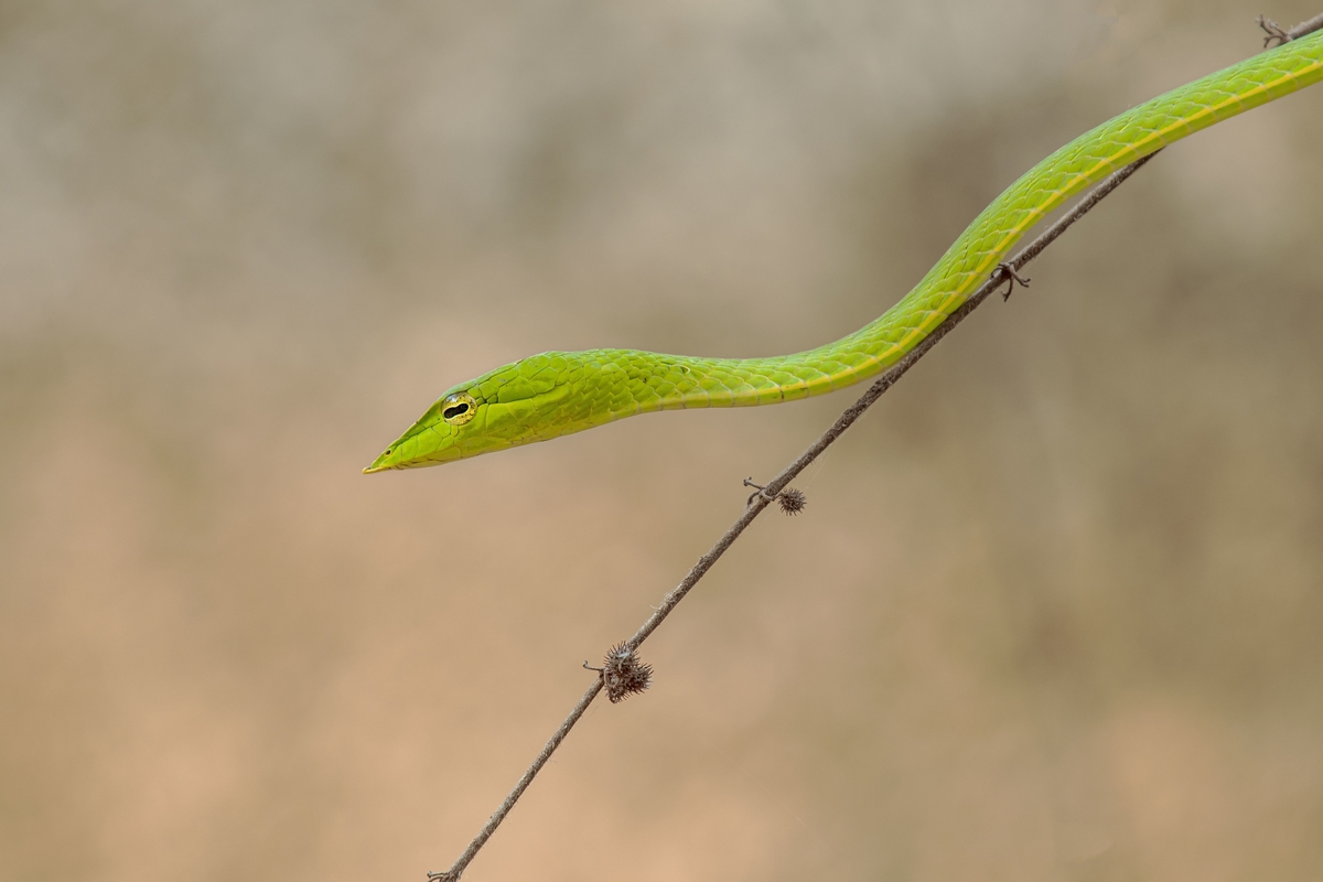 Filhote de cobra verde