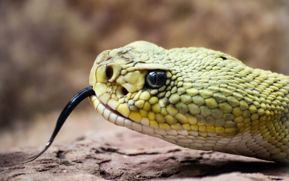 Cobra Cascavel verde com a língua para fora.