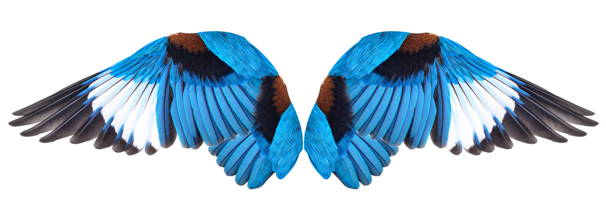 asas coloridas