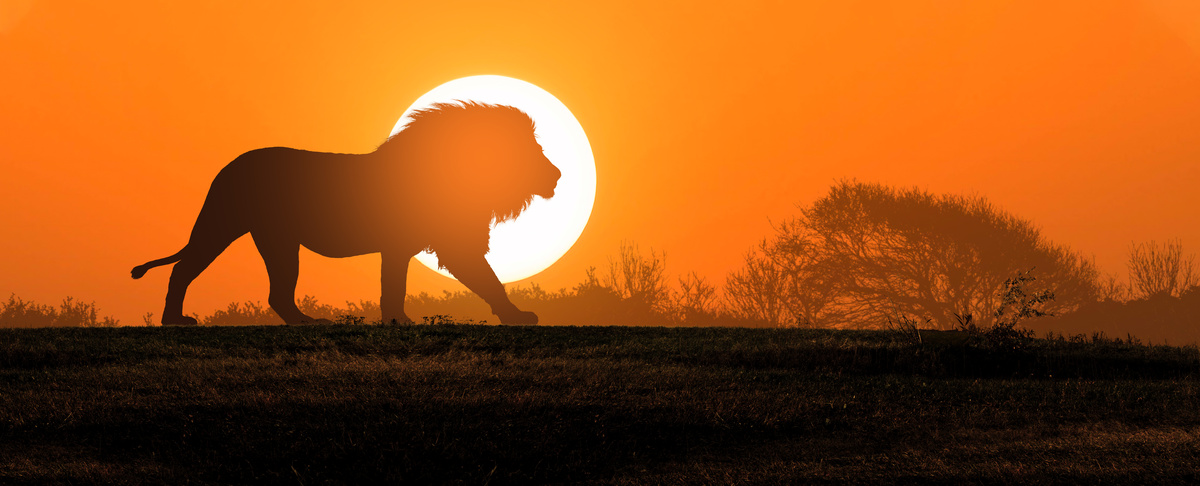 Sombra de leão andando pela savana ao pôr do sol.