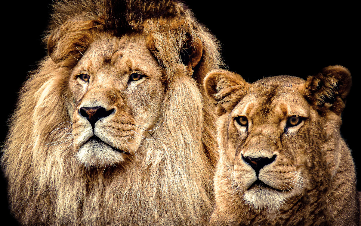 Leão e leoa lado a lado.