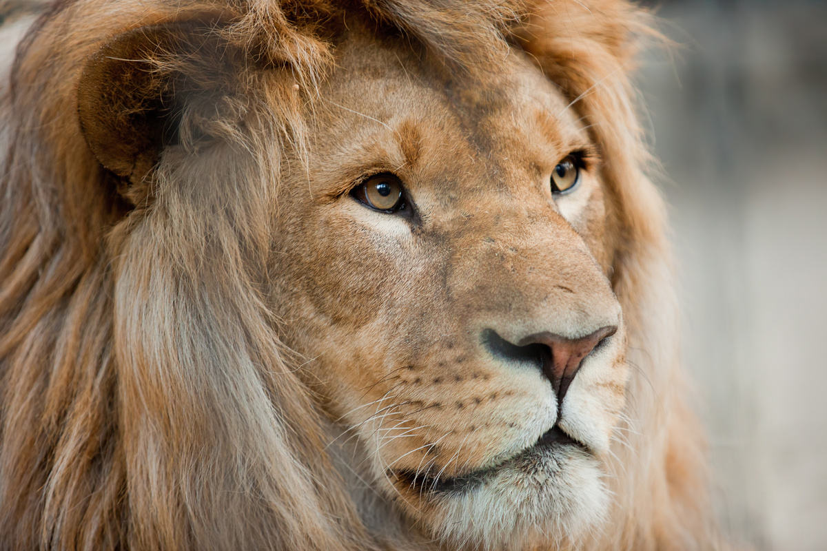 Imagem aproximada de focinho de leão, enquanto ele encara o horizonte.