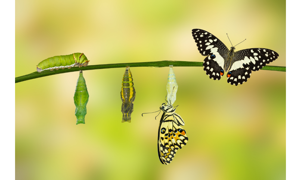 Ilustração mostrando a evolução entre lagarta e borboleta.