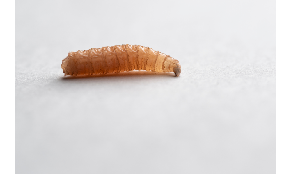 Larva amarela de mosca.