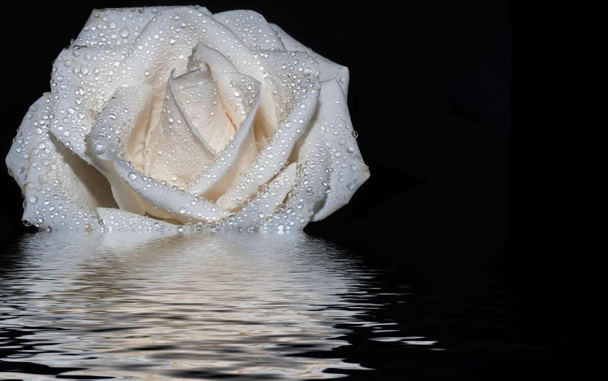 Rosa branca na água.