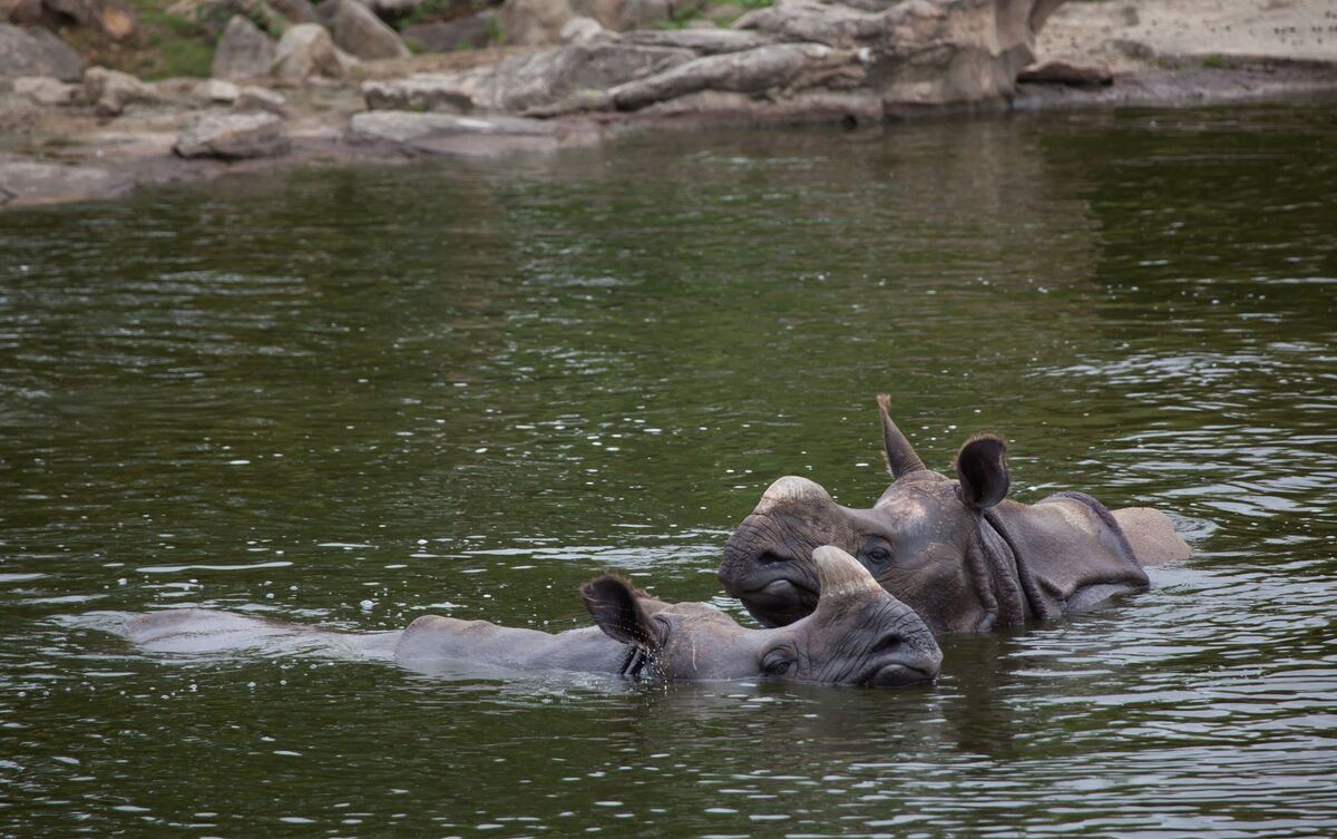 Rinocerontes nadando no lago.