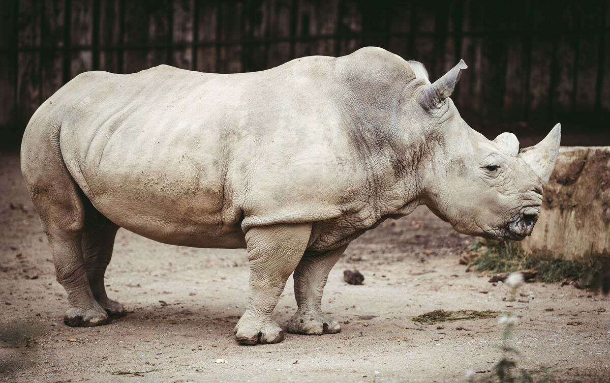 Rinoceronte branco.