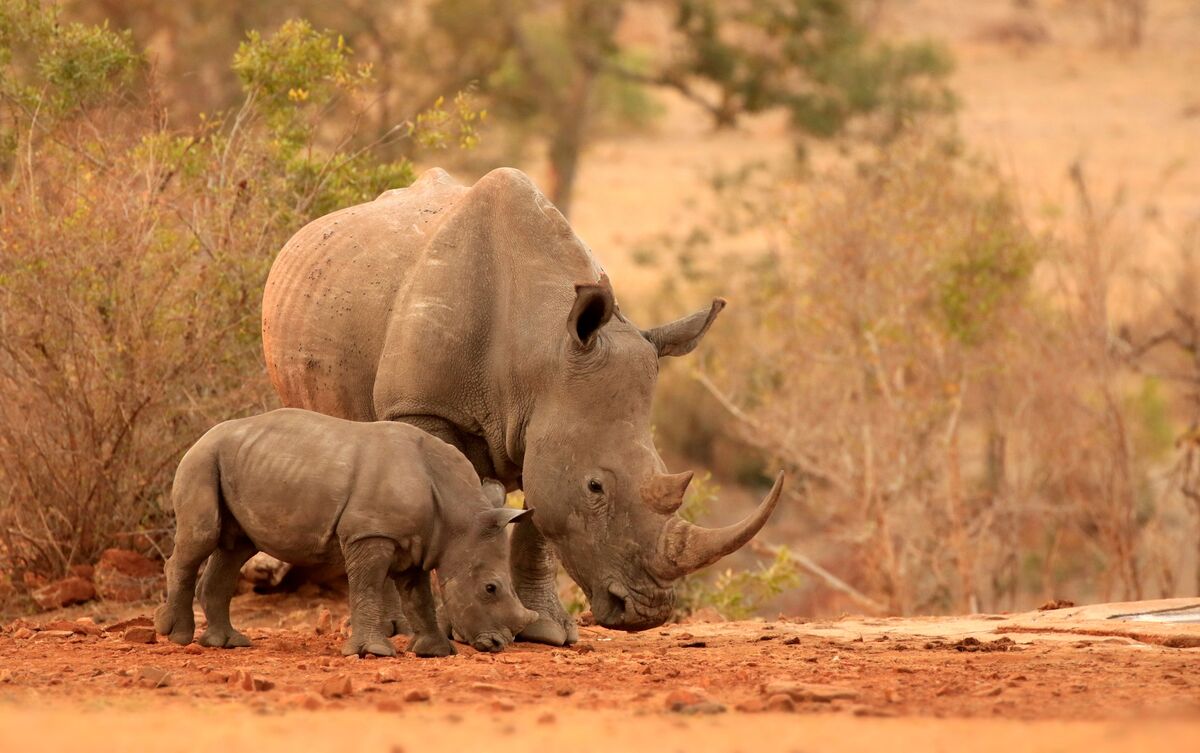 Rinoceronte com filhote em savana.
