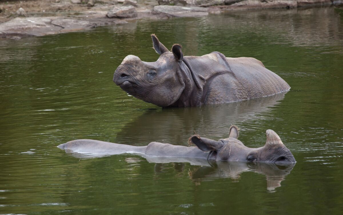 Rinocerontes nadando.