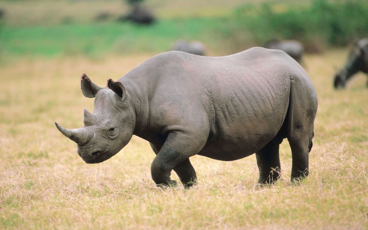 Rinoceronte andando em savana.