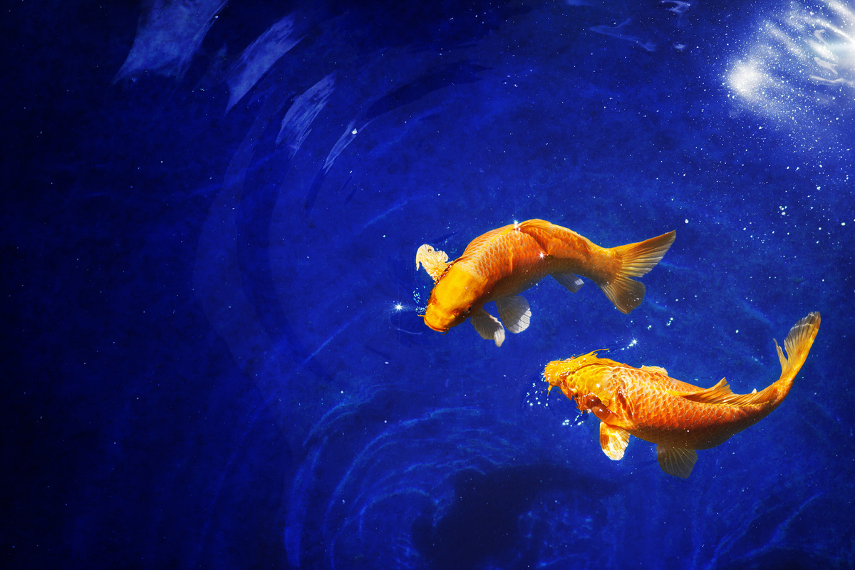 Dois peixes alaranjados nadando, simbolizando o signo de Peixes.
