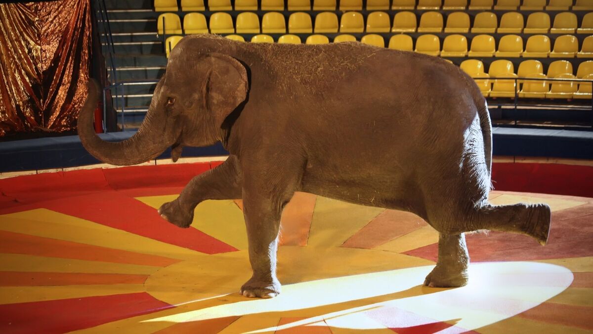 Elefante de circo.