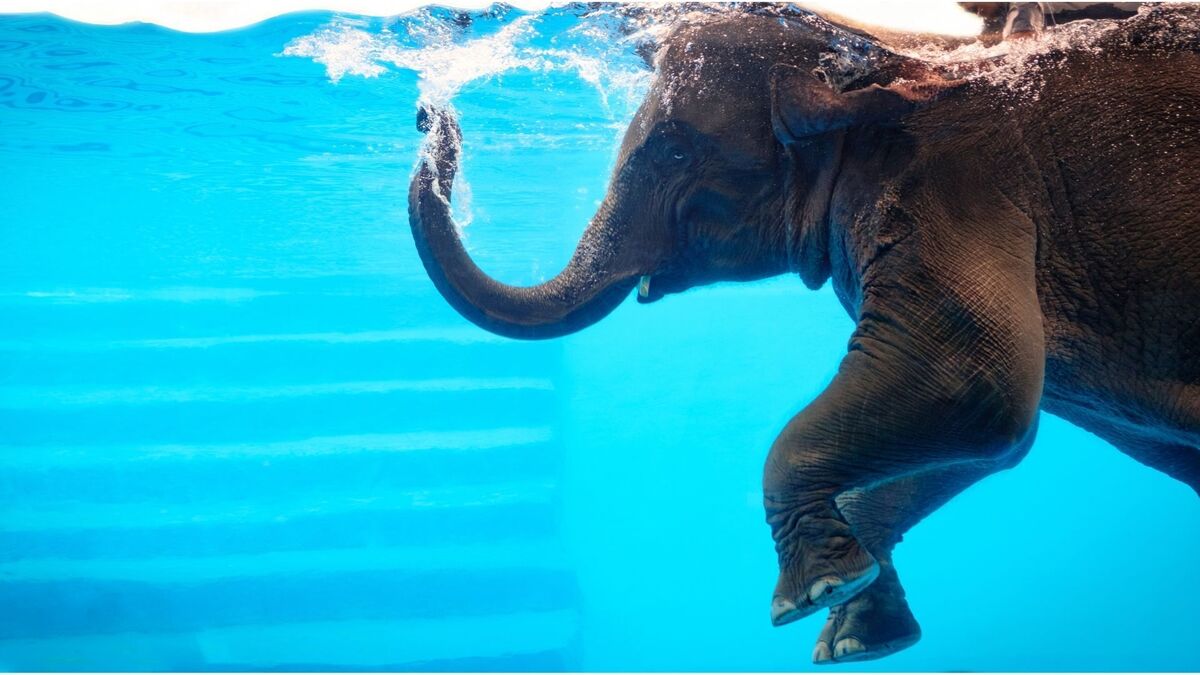 Elefante nadando.