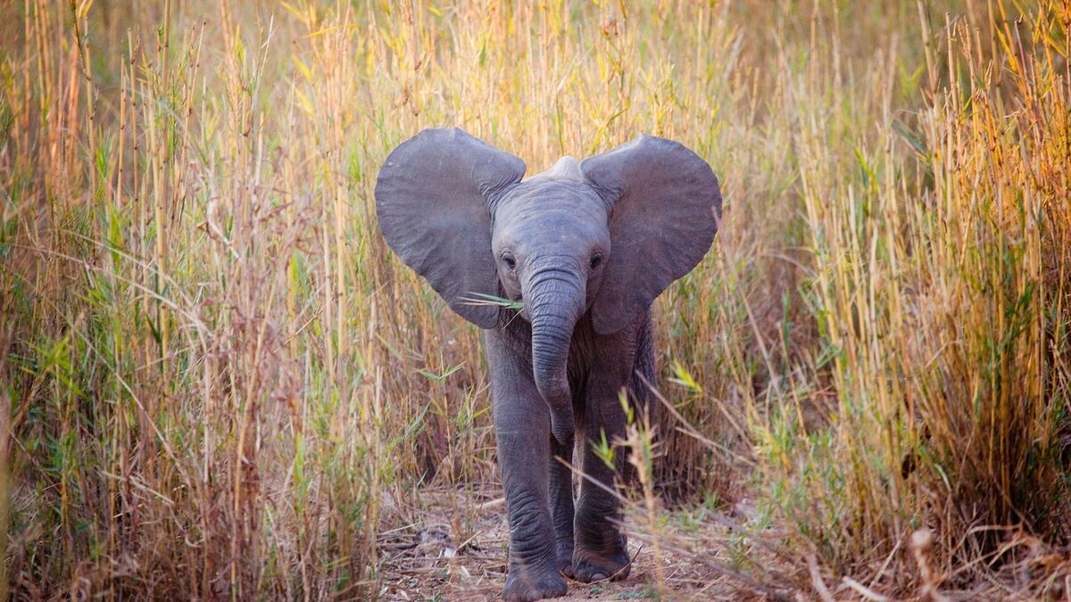 Elefante bebê.