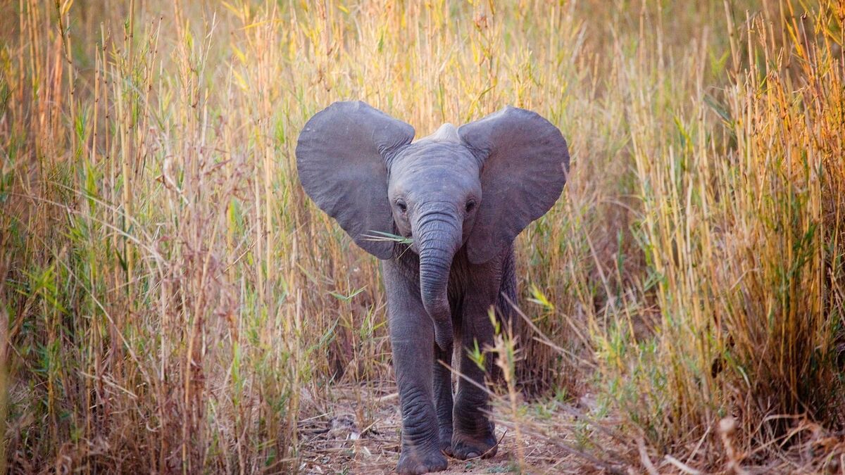 Sonhar Com Elefante no Jogo do bicho