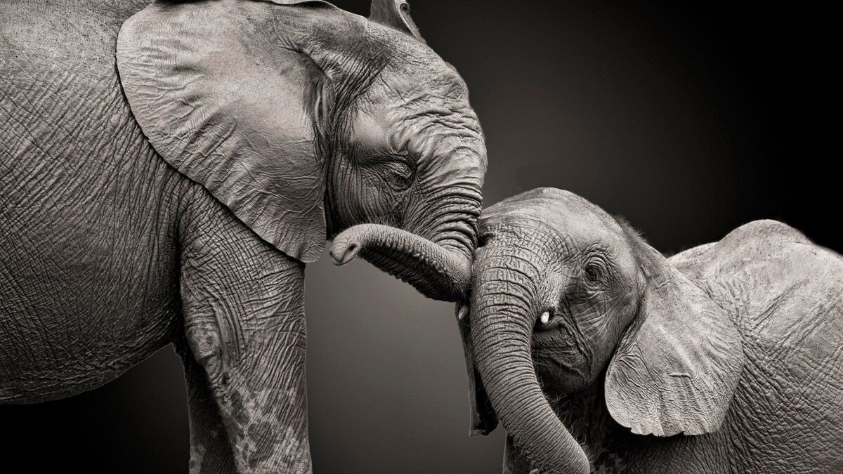 Elefante adulto com um bebê elefante.