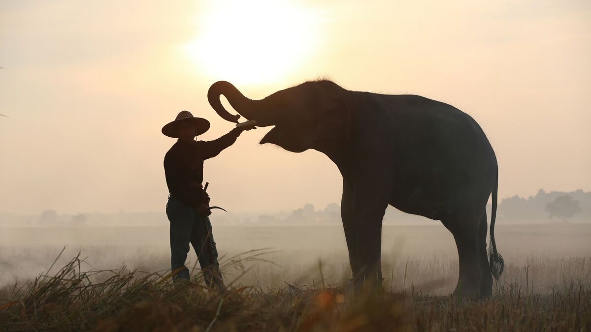 Pessoa interagindo com um elefante.