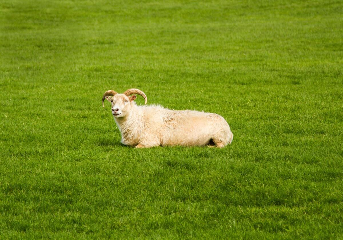 Bode deitado em um campo gramado.