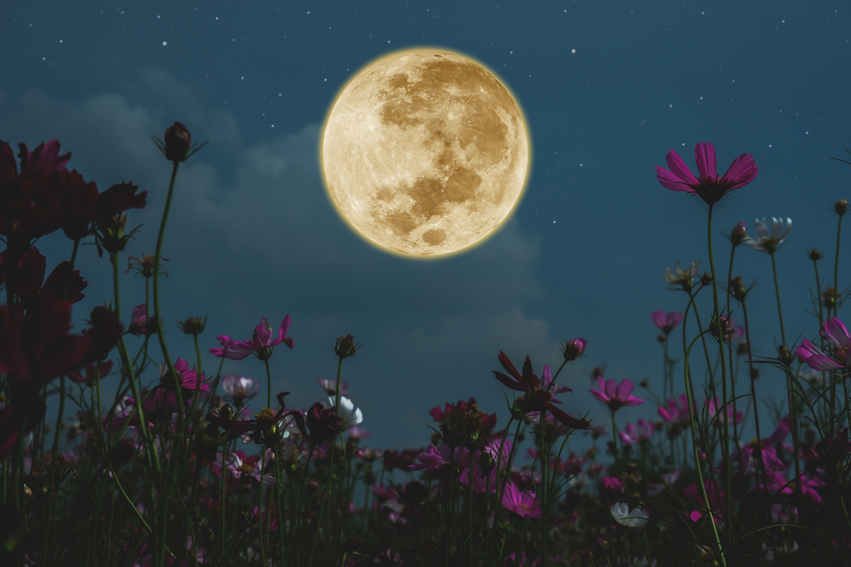 Campo de flores com lua ao fundo