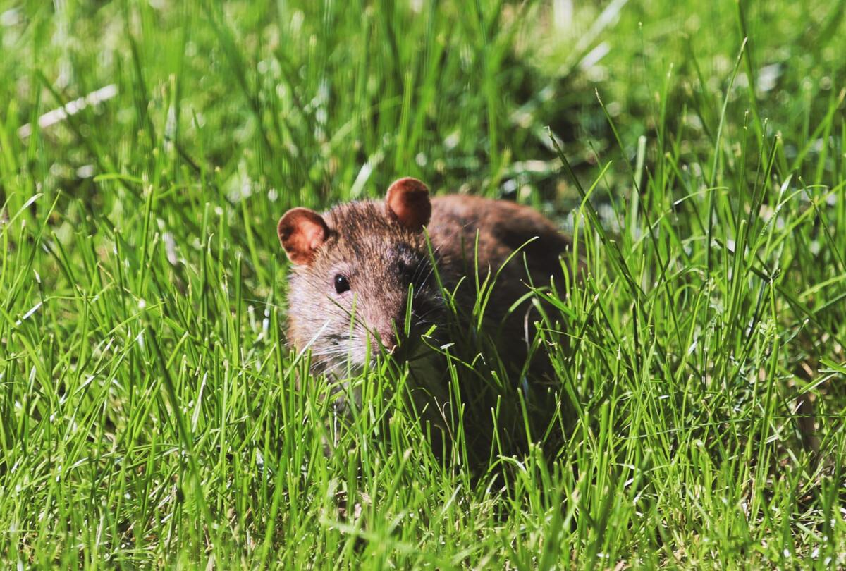 Rato em um campo gramado.